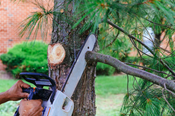 Trusted Marshfield, WI Tree Services Experts
